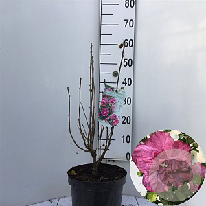 Hibiscus syr. Magenta Chiffon 40-50 cm 7,5L