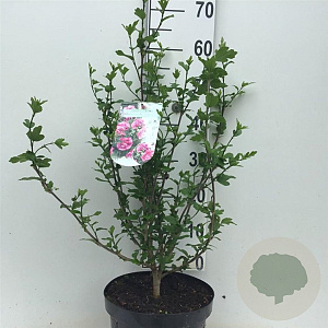 Hibiscus syr. Magenta Chiffon 50-60 cm 7,5L