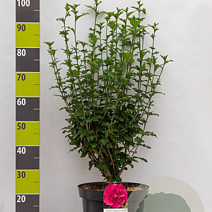 Hibiscus syr. Magenta Chiffon 60-80 cm 7,5L