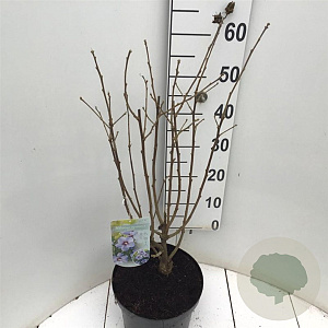 Hibiscus syr. 'Marina' 80-90 cm 7,5L