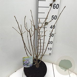 Hibiscus syr. 'Marina' 80-90 cm 7,5L