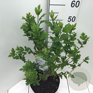 Hibiscus syr. 'Marina' 60 cm stam 7,5L