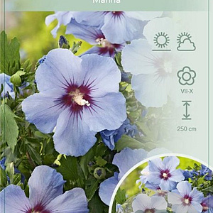 Hibiscus syr. 'Marina' 120 cm stam 10L