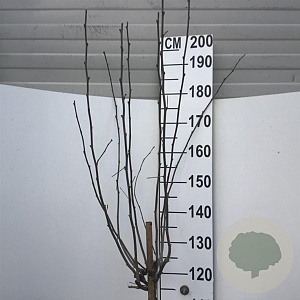 Hibiscus syr. 'Marina' 120 cm stam 10L