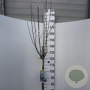 Hibiscus syr. 'Marina' 120 cm stam 10L