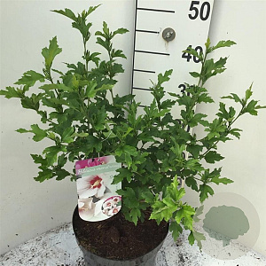 Hibiscus syr. 'Monstrosus' 40-50 cm 7,5L