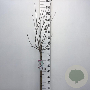 Hibiscus syr. 'Monstrosus' 90 cm stam 10L