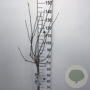 Hibiscus syr. 'Monstrosus' 90 cm stam 10L