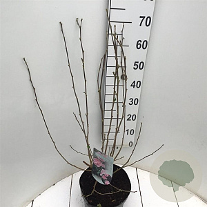 Hibiscus syr. Pink Chiffon 50-60 cm 7,5L