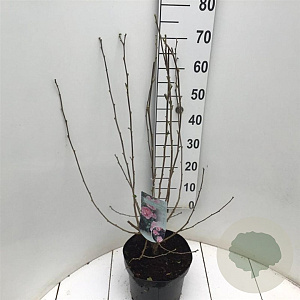 Hibiscus syr. Pink Chiffon 50-60 cm 7,5L