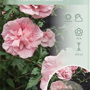 Hibiscus syr. Pink Chiffon 50-60 cm 7,5L