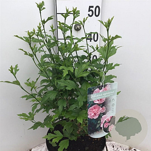 Hibiscus syr. Pink Chiffon 80-90 cm 7,5L