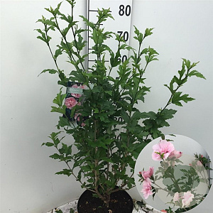 Hibiscus syr. Pink Chiffon 80-90 cm 7,5L