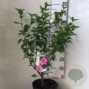 Hibiscus syr. Pink Giant 50-60 cm 7,5L