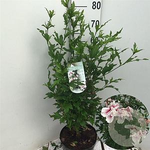 Hibiscus syr. Starburst Chiffon 60-80 cm 7,5L