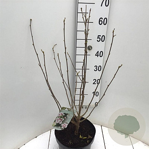 Hibiscus syr. Starburst Chiffon 80-90 cm 7,5L