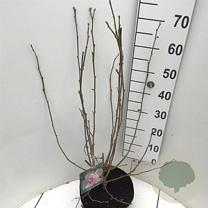 Hibiscus syr. 'Verosa' 60-80 cm 7,5L