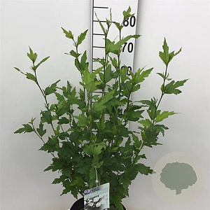 Hibiscus syr. White Chiffon 50-60 cm 7,5L