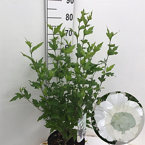 Hibiscus syr. White Chiffon 50-60 cm 7,5L