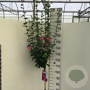 Hibiscus syr. 'Woodbridge' 120 cm stam 10L