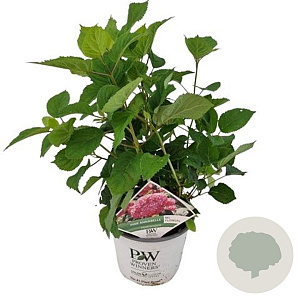 Hydrangea a. Pink Annabelle 40-50 cm 3,0L