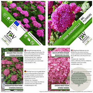 Hydrangea a. Pink Annabelle 40-50 cm 3,0L