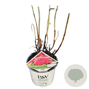 Hydrangea a. Pink Annabelle 40-50 cm 3,0L