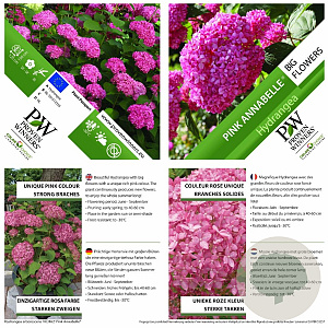 Hydrangea a. Pink Annabelle 40-50 cm 3,0L