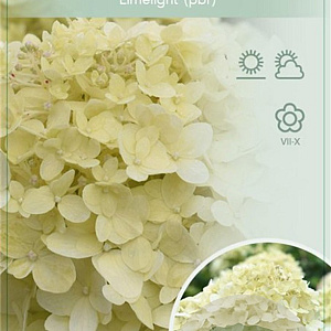 Hydrangea pan. 'Limelight' 50 cm stam 5,0L