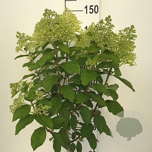 Hydrangea pan. 'Limelight' 80 cm stam 7,5L