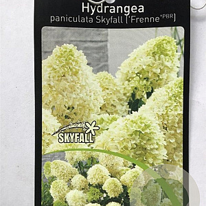 Hydrangea pan. Skyfall 50 cm stam 5,0L