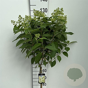 Hydrangea pan. Skyfall 60 cm stam 7,5L