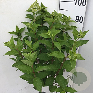 Hydrangea pan. Skyfall 70 cm stam 7,5L