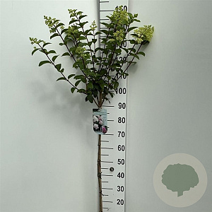 Hydrangea pan. Sundae Fraise 90 cm stam 7,5L