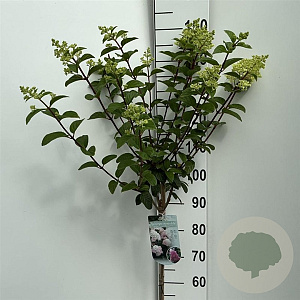 Hydrangea pan. Sundae Fraise 90 cm stam 7,5L