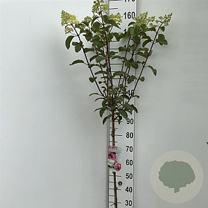 Hydrangea pan. Vanille-Fraise 90 cm stam 7,5L