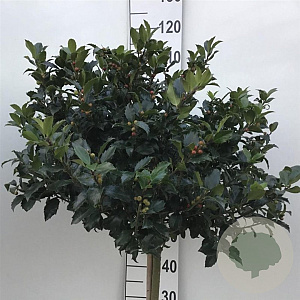 Ilex meserv. Blue Maid 60 cm stam 15L