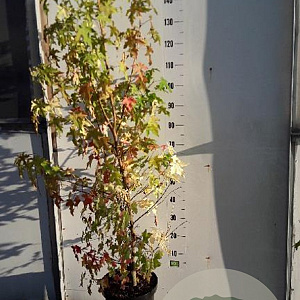 Liquidambar styraciflua 125-150 cm 7,5L Gestokt