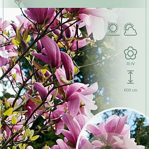 Magnolia 'Galaxy' 120 cm stam 10L
