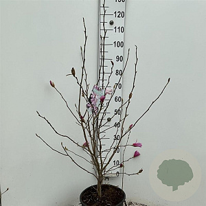 Magnolia loebneri 'Leonard Messel' 100-125 cm 15L