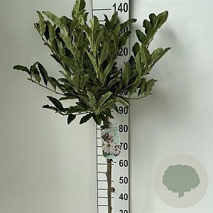 Magnolia stellata 90 cm stam 7,5L