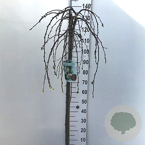 Malus 'Fontana' 120 cm stam 10L