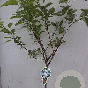 Malus 'Red Sentinel' 120 cm stam 10L