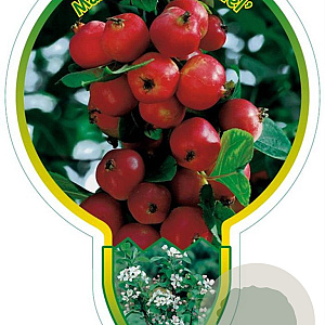 Malus 'Red Sentinel' 120 cm stam 10L