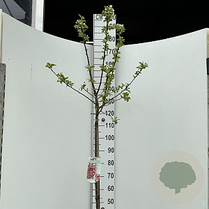 Malus 'Red Sentinel' 120 cm stam 10L