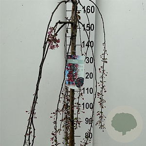 Malus 'Royal Beauty' 150 cm stam 10L