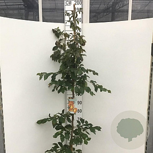 Parrotia persica 'Vanessa' 175-200 cm 10L