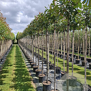 Photinia fraseri 'Red Robin' 150 cm stam 25L 6-8