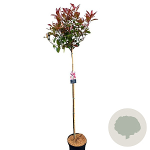 Photinia fraseri 'Red Robin' 120 cm stam 10L