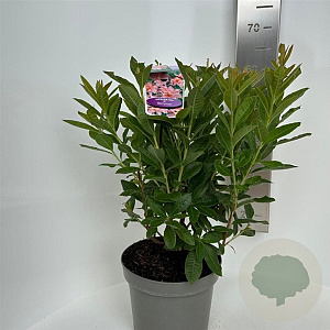 Rhododendron (AK) 'Berryrose' 30-40 cm 5,0L